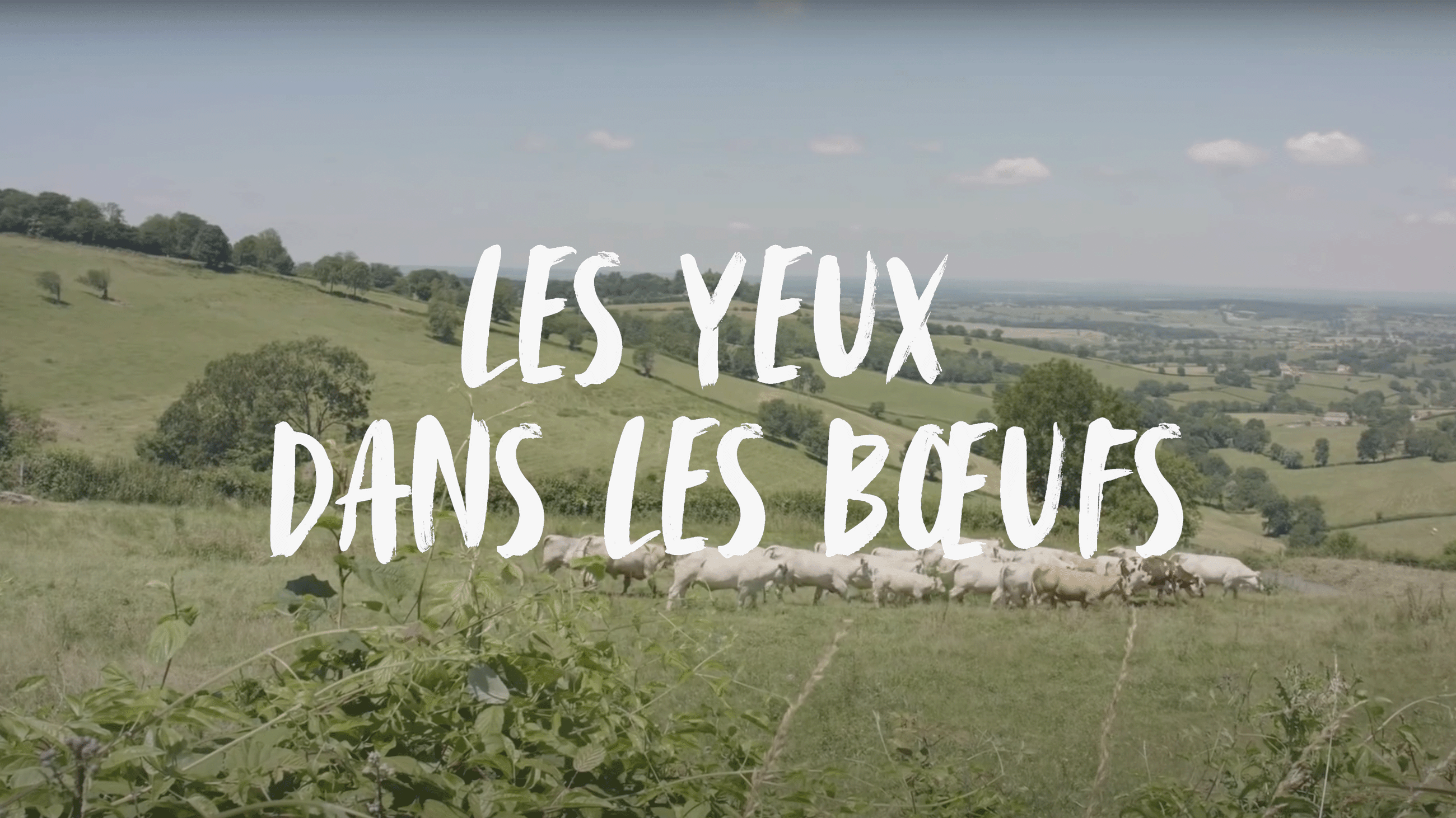 LES YEUX DANS LES BŒUFS